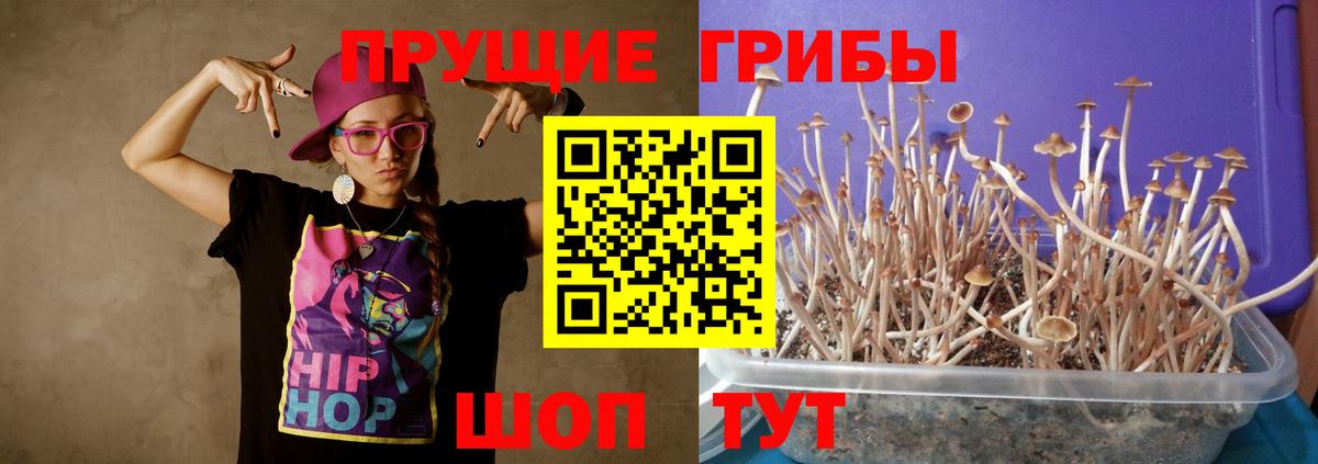 Галлюциногенные грибы Psilocybine cubensis Славгород